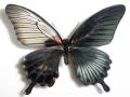 Papilio Gynandromorph 12 (Internet Image property of respective owner, non-commercial use only)